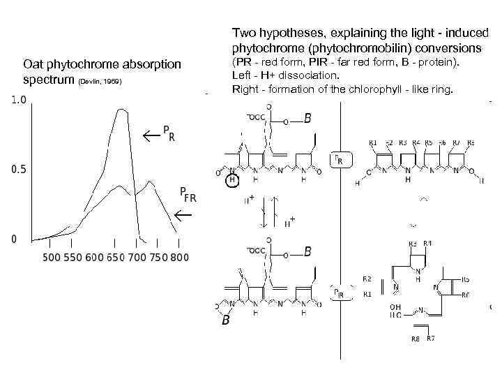 Two hypotheses, explaining the light - induced phytochrome (phytochromobilin) conversions Oat phytochrome absorption spectrum