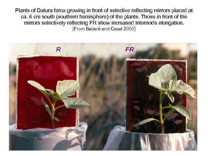 Plants of Datura ferox growing in front of selective reflecting mirrors placed at ca.