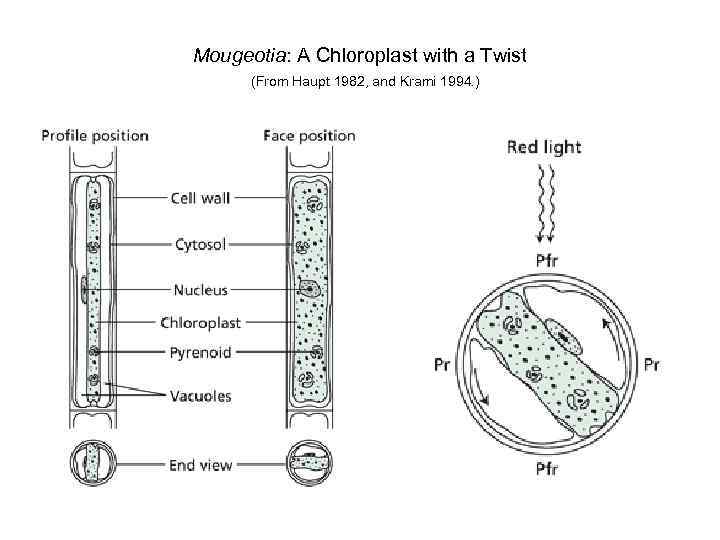 Mougeotia: A Chloroplast with a Twist (From Haupt 1982, and Krami 1994. ) 
