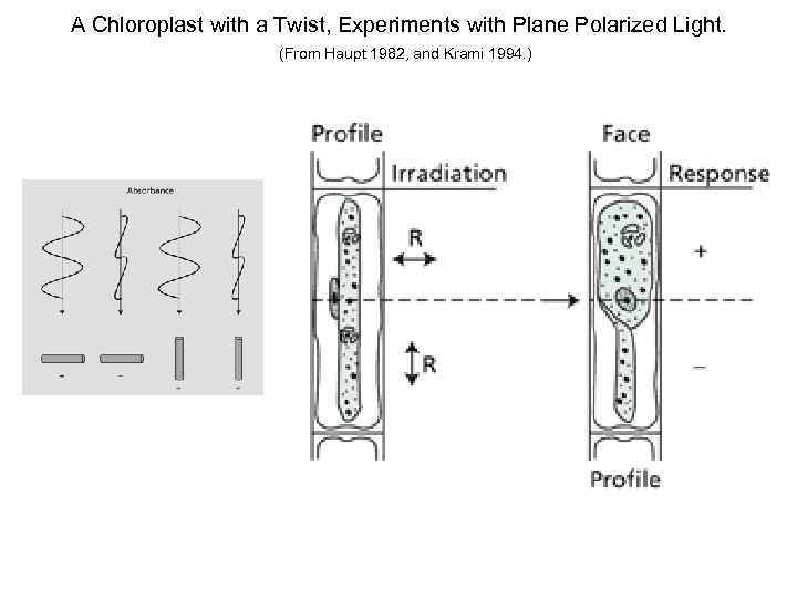 A Chloroplast with a Twist, Experiments with Plane Polarized Light. (From Haupt 1982, and