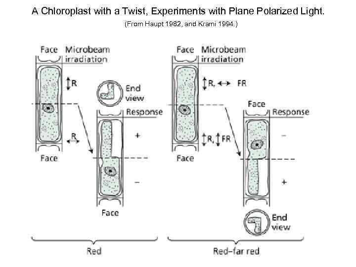 A Chloroplast with a Twist, Experiments with Plane Polarized Light. (From Haupt 1982, and