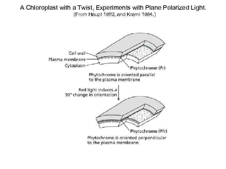 A Chloroplast with a Twist, Experiments with Plane Polarized Light. (From Haupt 1982, and