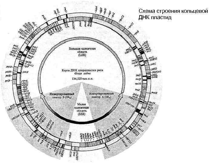Схема строения кольцевой ДНК пластид 