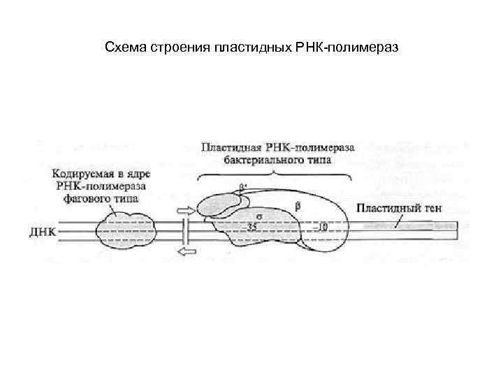 Схема строения пластидных РНК-полимераз 