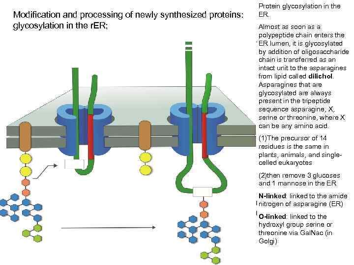 Modification and processing of newly synthesized proteins: glycosylation in the r. ER; Protein glycosylation