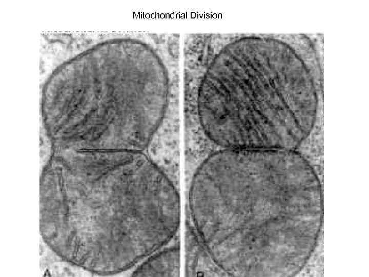 Mitochondrial Division 