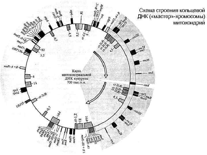 Схема строения кольцевой ДНК ( «мастер» -хромосомы) митохондрий 