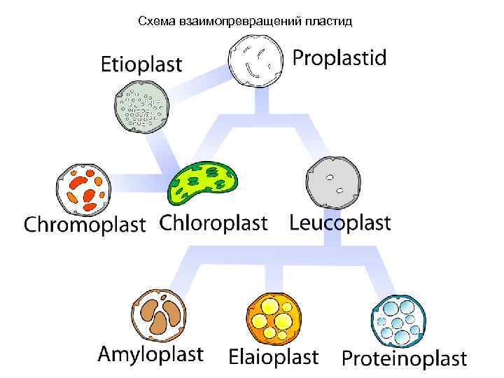 Схема взаимопревращений пластид 