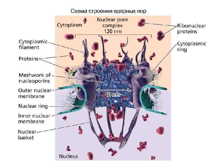 Схема строения ядерных пор 