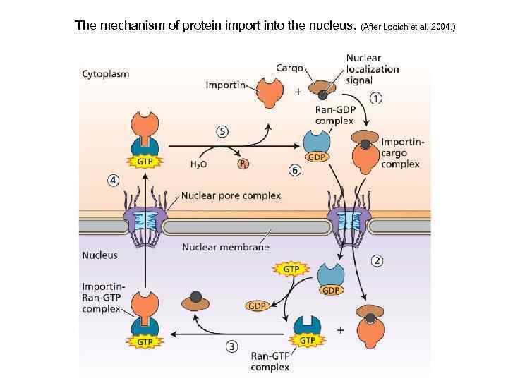 The mechanism of protein import into the nucleus. (After Lodish et al. 2004. )
