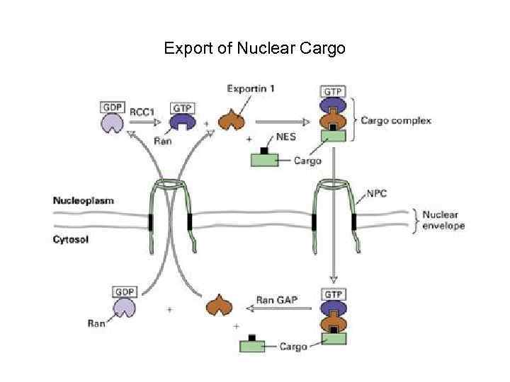 Export of Nuclear Cargo 