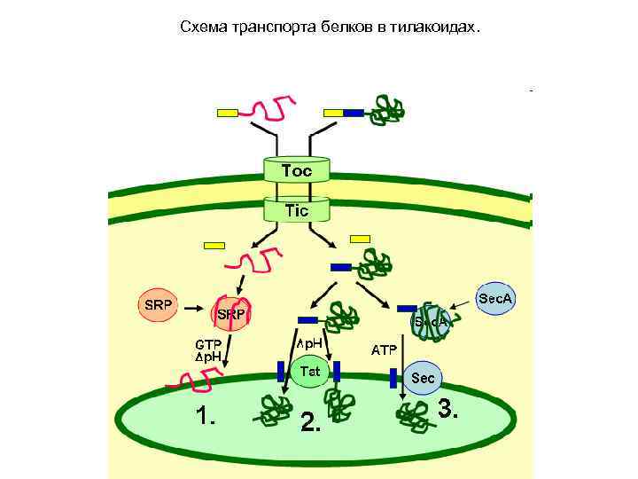 Схема транспорта белков в тилакоидах. 