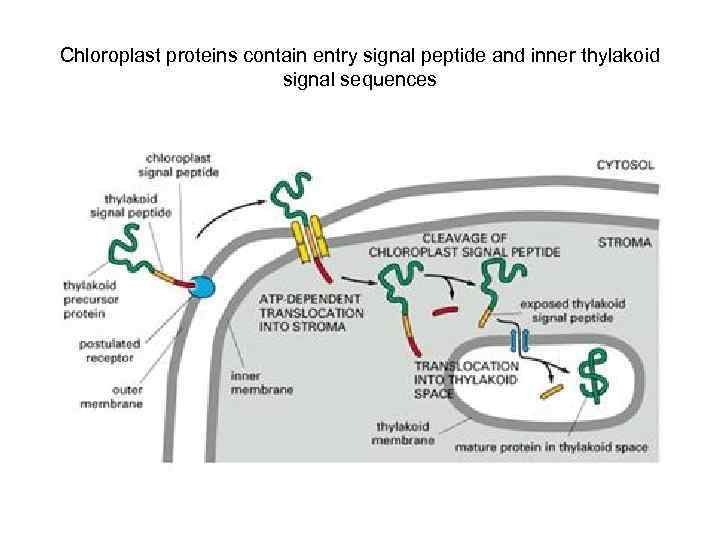 Chloroplast proteins contain entry signal peptide and inner thylakoid signal sequences 
