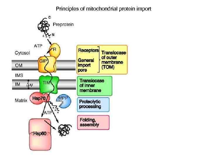 Principles of mitochondrial protein import 