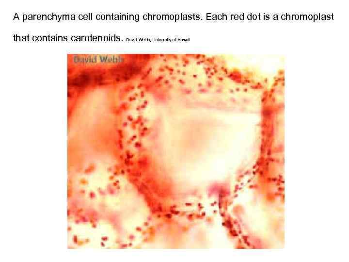 A parenchyma cell containing chromoplasts. Each red dot is a chromoplast that contains carotenoids.