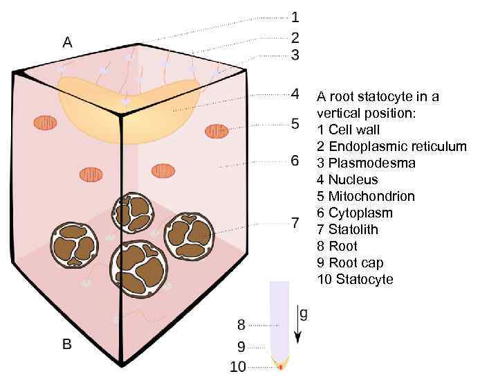 A root statocyte in a vertical position: 1 Cell wall 2 Endoplasmic reticulum 3