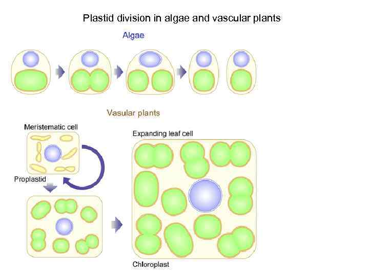 Plastid division in algae and vascular plants 
