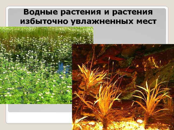 Водные растения избыточно увлажненных мест 