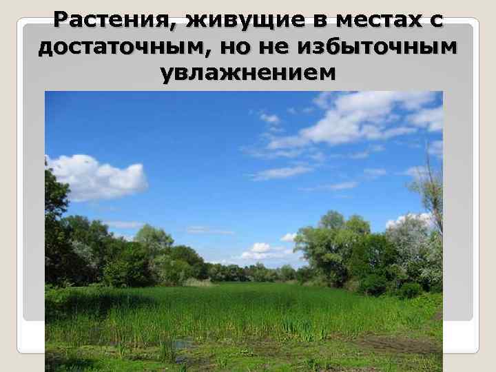 Растения, живущие в местах с достаточным, но не избыточным увлажнением 