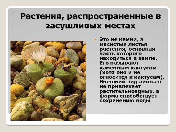 Растения, распространенные в засушливых местах Это не камни, а мясистые листья растения, основная часть