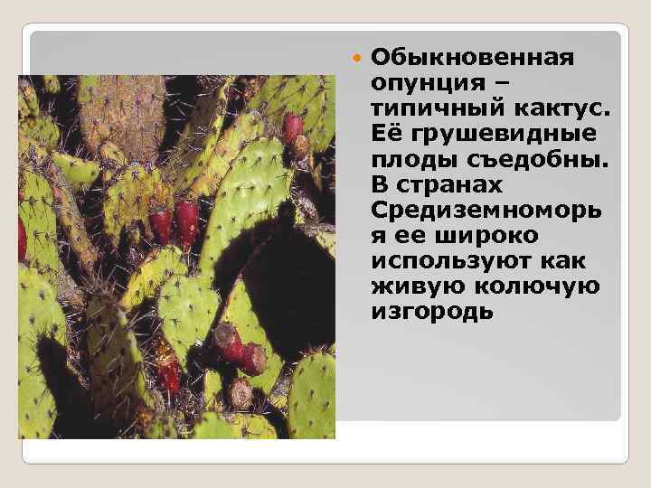  Обыкновенная опунция – типичный кактус. Её грушевидные плоды съедобны. В странах Средиземноморь я