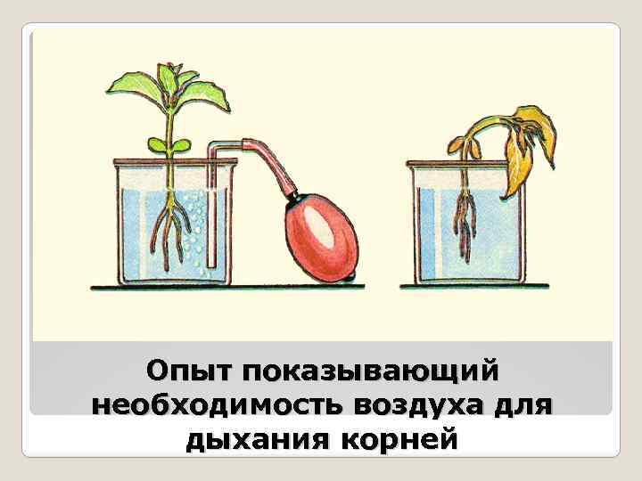 Опыт показывающий необходимость воздуха для дыхания корней 
