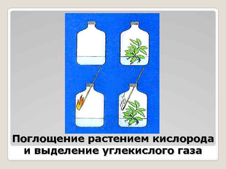 Поглощение растением кислорода и выделение углекислого газа 
