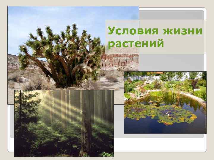 Условия жизни растений 