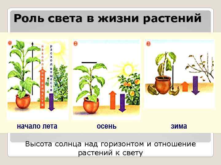 Роль света в жизни растений Высота солнца над горизонтом и отношение растений к свету