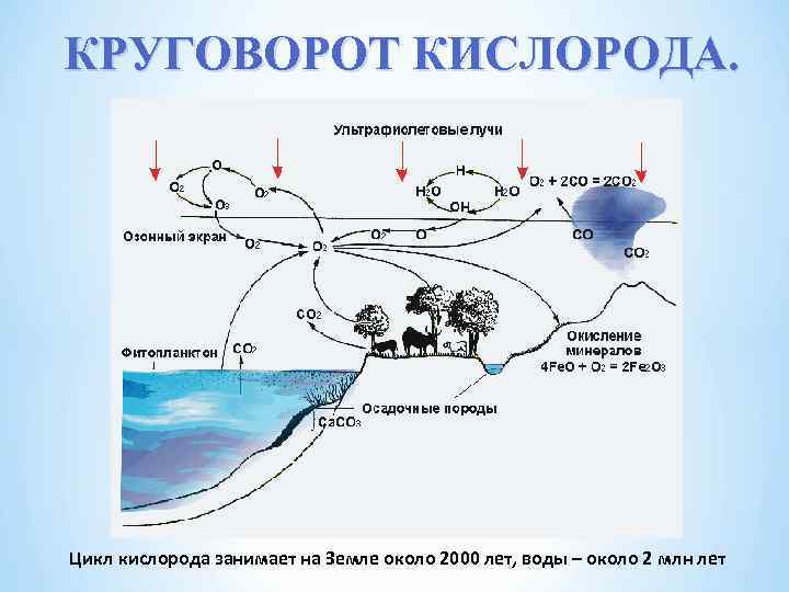 Схема круговорота кислорода в природе схема и