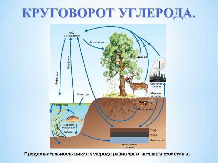 КРУГОВОРОТ УГЛЕРОДА. Продолжительность цикла углерода равна трем-четырем столетиям. 