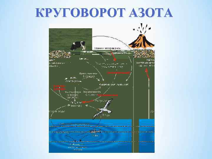 КРУГОВОРОТ АЗОТА 