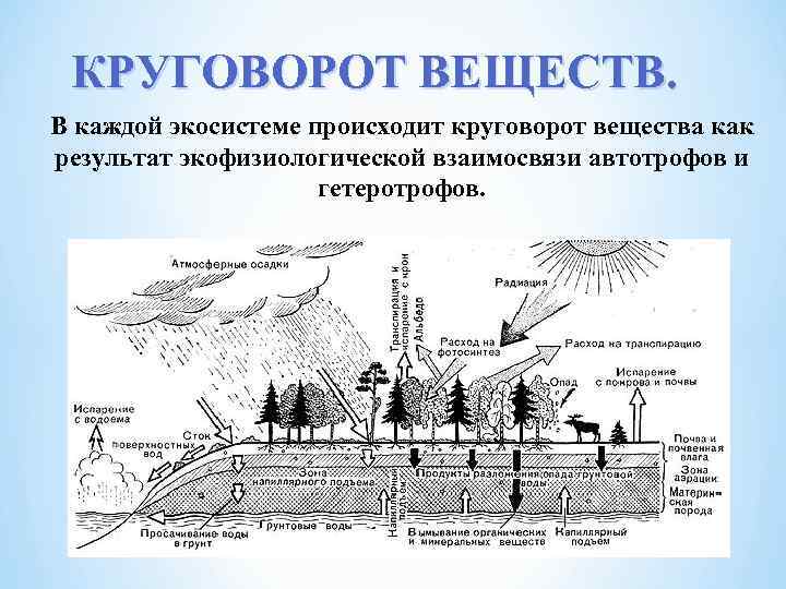 КРУГОВОРОТ ВЕЩЕСТВ. В каждой экосистеме происходит круговорот вещества как результат экофизиологической взаимосвязи автотрофов и