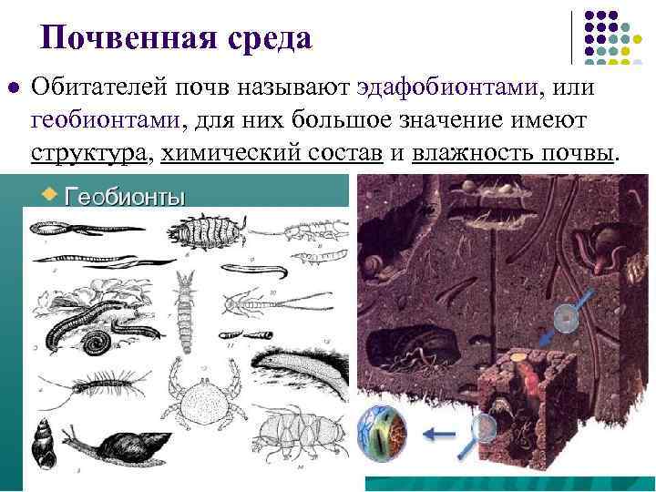 Почвенная среда l Обитателей почв называют эдафобионтами, или геобионтами, для них большое значение имеют