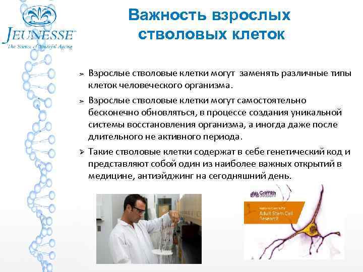 Важность взрослых стволовых клеток ➢ ➢ Взрослые стволовые клетки могут заменять различные типы клеток