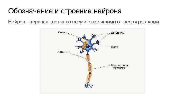 Ядро нейрона строение