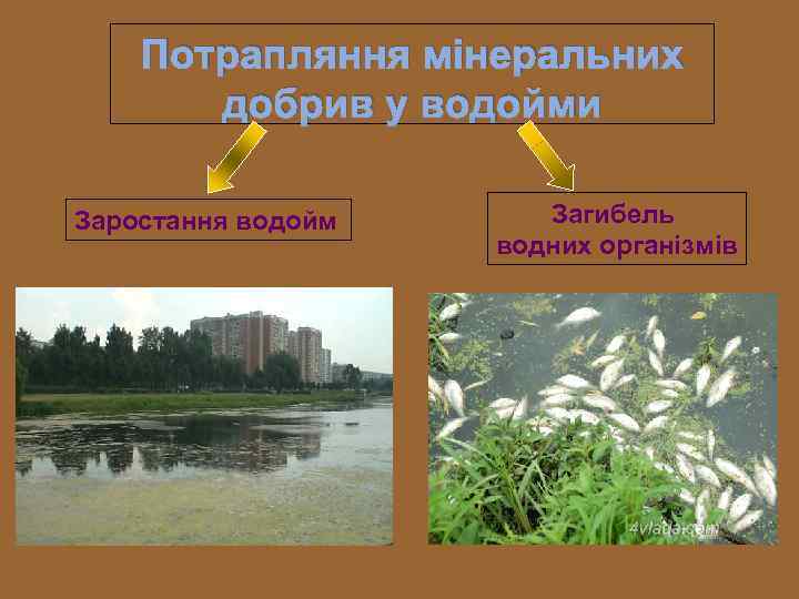 Потрапляння мінеральних добрив у водойми Заростання водойм Загибель водних організмів 