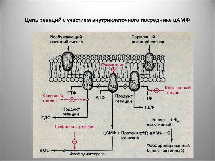 Схема межклеточной кооперации