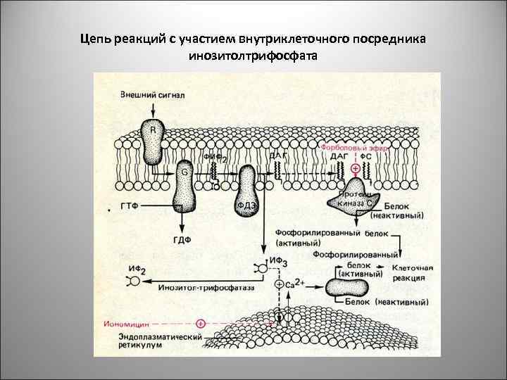 Схема межклеточной кооперации