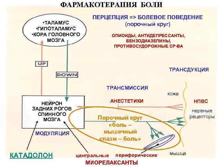 ФАРМАКОТЕРАПИЯ БОЛИ • ТАЛАМУС • ГИПОТАЛАМУС • КОРА ГОЛОВНОГО МОЗГА ПЕРЦЕПЦИЯ => БОЛЕВОЕ ПОВЕДЕНИЕ