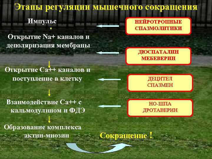 Этапы регуляции мышечного сокращения Импульс Открытие Na+ каналов и деполяризация мембраны Открытие Ca++ каналов
