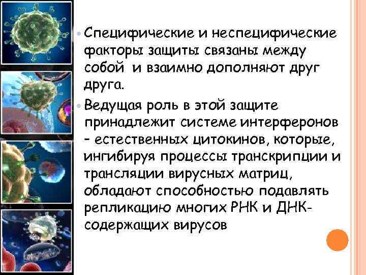  Специфические и неспецифические факторы защиты связаны между собой и взаимно дополняют друга. Ведущая