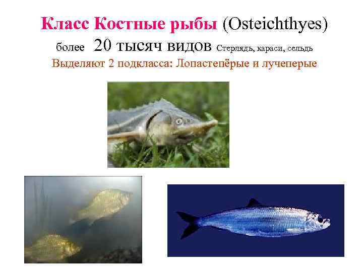 Класс Костные рыбы (Osteichthyes) более 20 тысяч видов Стерлядь, караси, сельдь Выделяют 2 подкласса: