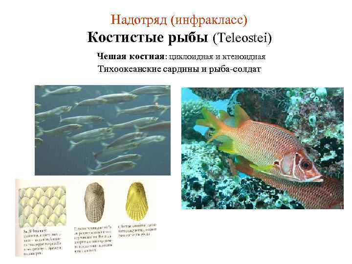 Надотряд (инфракласс) Костистые рыбы (Teleostei) Чешая костная: циклоидная и ктеноидная Тихоокеанские сардины и рыба-солдат