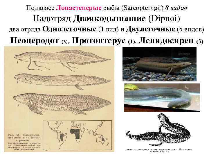 Подкласс Лопастеперые рыбы (Sarcopterygii) 8 видов Надотряд Двоякодышашие (Dipnoi) два отряда Однолегочные (1 вид)
