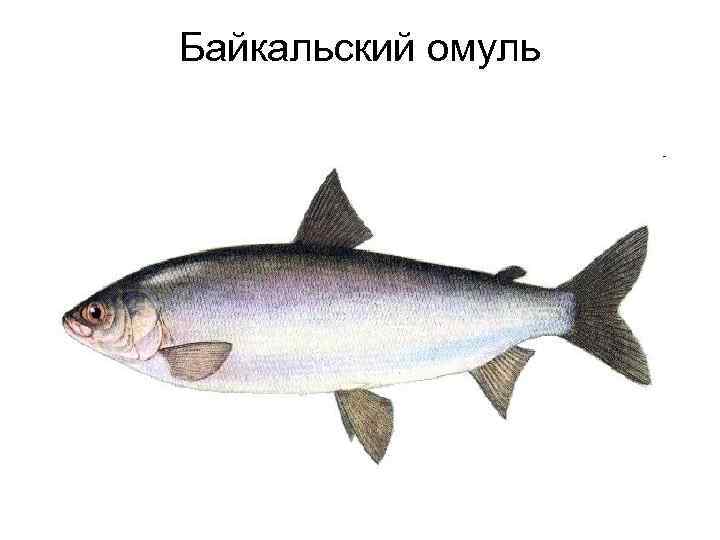 Байкальский омуль 
