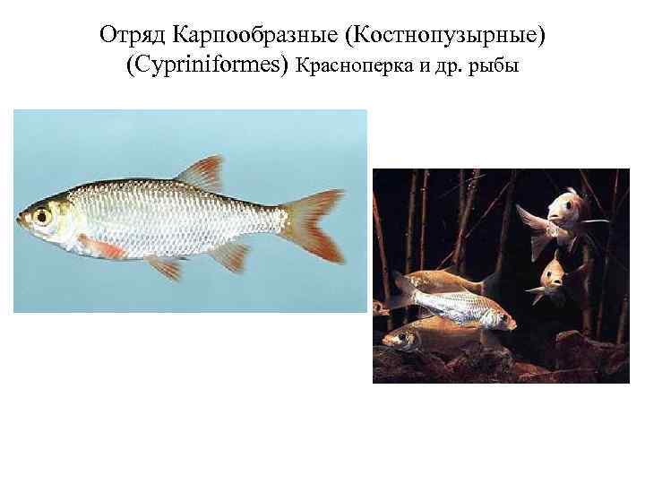 Отряд Карпообразные (Костнопузырные) (Cypriniformes) Красноперка и др. рыбы 