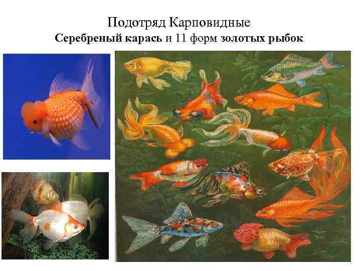 Подотряд Карповидные Серебреный карась и 11 форм золотых рыбок 