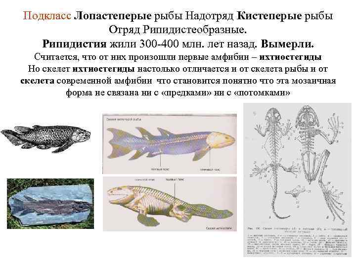 Подкласс Лопастеперые рыбы Надотряд Кистеперые рыбы Отряд Рипидистеобразные. Рипидистия жили 300 -400 млн. лет