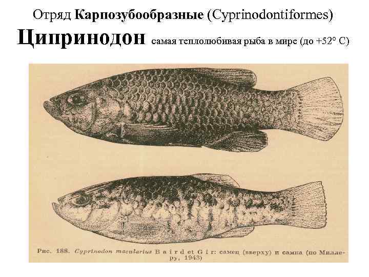 Отряд Карпозубообразные (Cyprinodontiformes) Ципринодон самая теплолюбивая рыба в мире (до +52° С) 